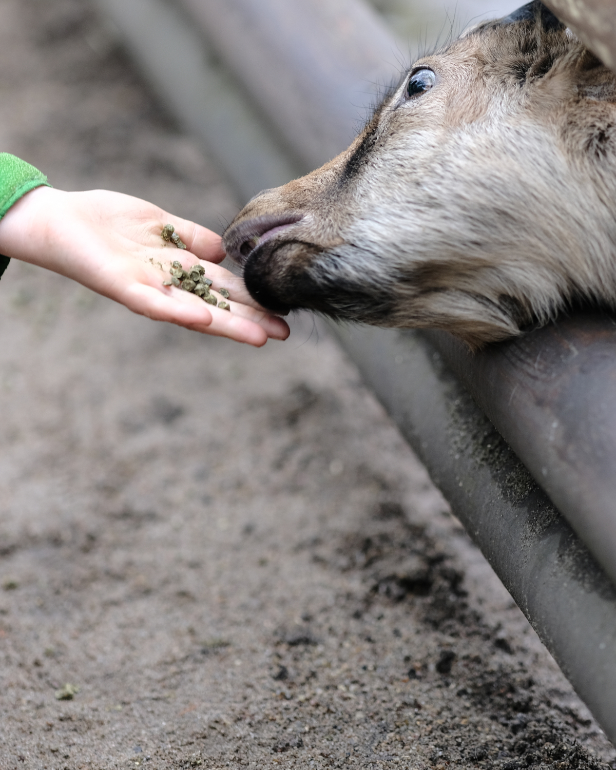 Kinder auf Schaukeln mit Bergpanorama